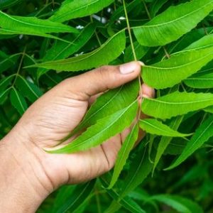 Natural Neem Remedies That May Help Reduce Dandruff